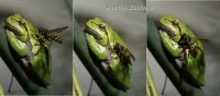 Oostelijke Boomkikker  [Hyla orientalis]